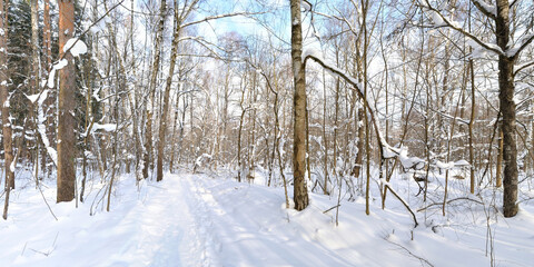 Fototapeta premium Winter walk through forests and fields, beautiful panorama.