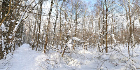 Winter walk through forests and fields, beautiful panorama.