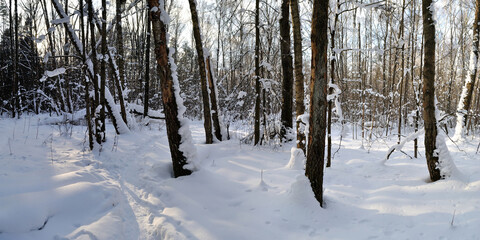 Winter walk through forests and fields, beautiful panorama.