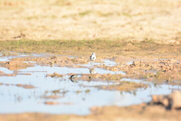 japanese pied wagtail, color, beauty, wings, tree, bath, exotic, sandy, spain, countryside,...