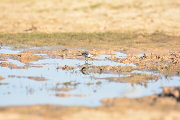 japanese pied wagtail, color, beauty, wings, tree, bath, exotic, sandy, spain, countryside,...