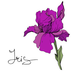 Vector Purple iris flower. Wild spring leaf wildflower. Engraved ink art. Isolated iris illustration element.