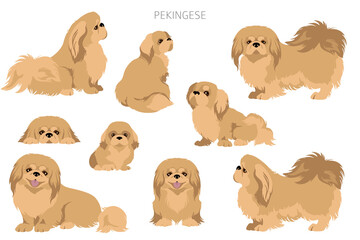 Pekingese dog clipart. Different poses, coat colors set