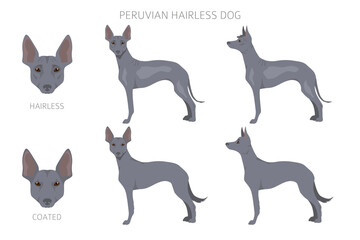 Peruvian hairless dog clipart. Different poses, coat colors set