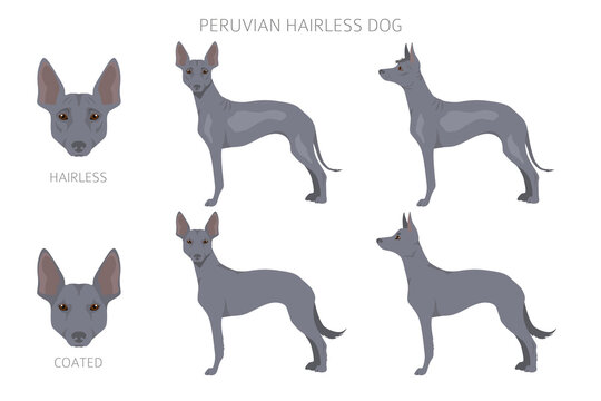 Peruvian hairless dog clipart. Different poses, coat colors set