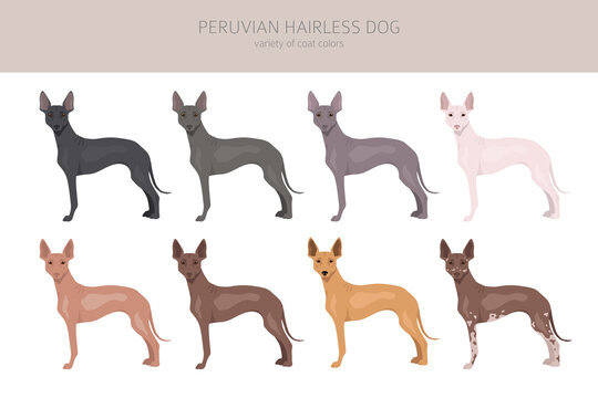 Peruvian hairless dog clipart. Different poses, coat colors set