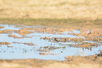 japanese pied wagtail, color, beauty, wings, tree, bath, exotic, sandy, spain, countryside,...