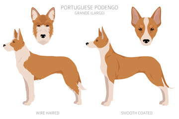 Portuguese Podengo Grande clipart. Different poses, coat colors set