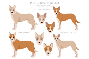 Portuguese Podengo Medio clipart. Different poses, coat colors set