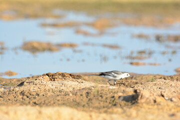 japanese pied wagtail, color, beauty, wings, tree, bath, exotic, sandy, spain, countryside, motacilla alba alba, passerine, closeup, background, fauna, cute, black, water, alba, pied wagtail