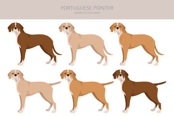 Portuguese Pointer clipart. Different poses, coat colors set