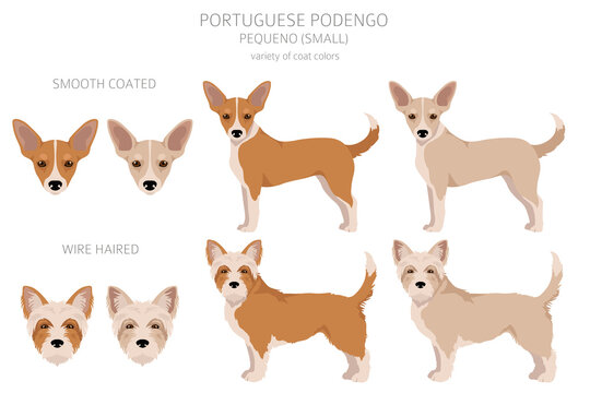 Portuguese Podengo Pequeno clipart. Different poses, coat colors set