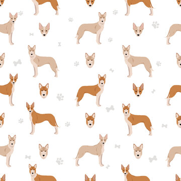 Portuguese Podengo Grande seamless pattern. Different poses, coat colors set © a7880ss