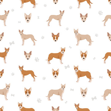 Portuguese Podengo Medio seamless pattern. Different poses, coat colors set © a7880ss