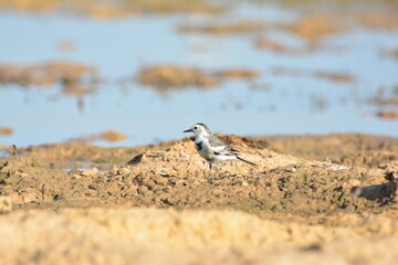 japanese pied wagtail, color, beauty, wings, tree, bath, exotic, sandy, spain, countryside, motacilla alba alba, passerine, closeup, background, fauna, cute, black, water, alba, pied wagtail