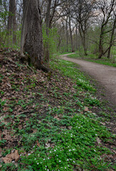 539-46 Wildflowers Along the Trail at Harrison State Park