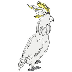Vector Sky bird cockatoo in a wildlife. Black and white engraved ink art. Isolated parrot illustration element. © Fratila