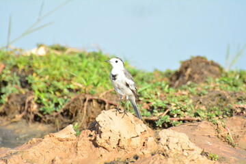 japanese pied wagtail, color, beauty, wings, tree, bath, exotic, sandy, spain, countryside, motacilla alba alba, passerine, closeup, background, fauna, cute, black, water, alba, pied wagtail