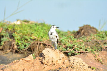 japanese pied wagtail, color, beauty, wings, tree, bath, exotic, sandy, spain, countryside,...