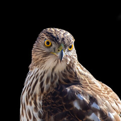 Close up view of a Cooper's hawk, Accipiter cooperii, on a black background.
