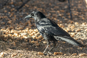 American Crow, Corvus brachyrhynchos, on the ground gathering peanuts