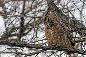 Great Horned Owl or Hoot Owl, Bubo virginianus, on a branch in the forest at dusk looking for prey.