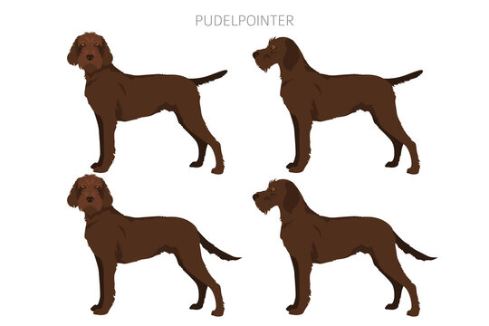 รูปภาพPudelpointer – เลือกดูภาพถ่ายสต็อก เวกเตอร์ และวิดีโอ844 | Adobe ...