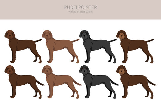 รูปภาพPudelpointer – เลือกดูภาพถ่ายสต็อก เวกเตอร์ และวิดีโอ844 | Adobe ...