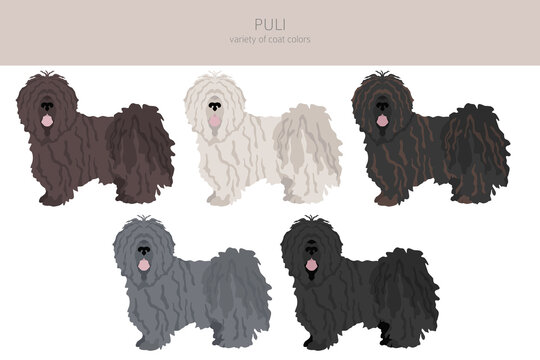 Puli clipart. Different poses, coat colors set
