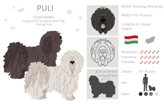 Puli clipart. Different poses, coat colors set