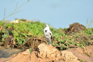 japanese pied wagtail, color, beauty, wings, tree, bath, exotic, sandy, spain, countryside,...