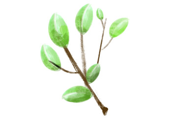 Leaf Illustration in a watercolor style