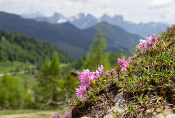 Floral natural background. Mountain rhododendron flowers grown on the rocks. In the background -...