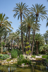 Fototapeta premium Palmeral en el Jardín del Huerto del Cura en la ciudad de Elche, provincia de Alicante, España