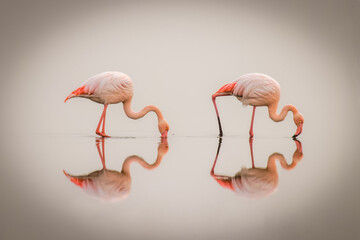Greater Flamingos ( Phoenicopterus ruber roseus) in the fog with reflection on the surface, Walvis bay, Namibia.  © Gunter