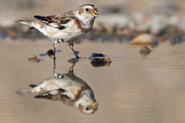 Snow Bunting