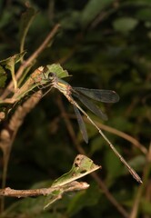 green dragonfly Emerald Damselfly in detail 