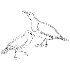 Vector Sky bird seagull in a wildlife. Black and white engraved ink art. Isolated seagull illustration element.