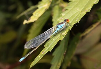 blue damselfly Ischnura on a leaf