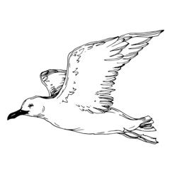 Vector Sky bird seagull in a wildlife isolated. Black and white engraved ink art. Isolated seagull illustration element.