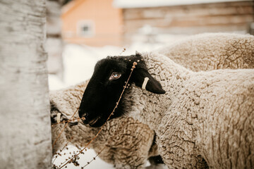 Sheep in a barn in winter