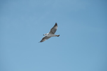 Fototapeta premium Seagull