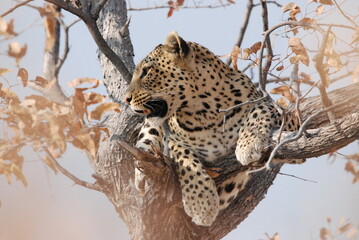 leopard in the tree