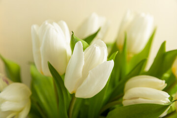 Spring bouquet of white tulips on a white wall background.beautiful spring flowers.Mother's Day, Easter, Valentine's Day. spring flowers. copyspace. top view