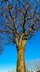 Tree with dry leaves in winter with blue sky.