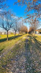 Fototapeta premium Path with trees, with dry leaves and blue sky.