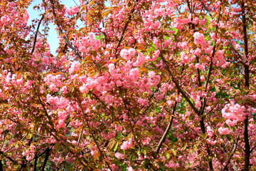 Pink natura love sakura background. Beautiful pink sakura flowers, Japanese cherry blossoms in spring on Women Mother Day.