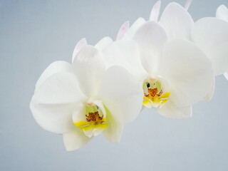 Fototapeta na wymiar White orchid flowers on a blue background. Floral design. View from the side, tropical flower. Phalaenopsis close up.