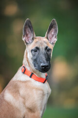 Obraz premium Close up portrait of cute malinois belgian shepherd puppy dog in orange collar on green orange background
