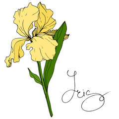 Vector Yellow Iris floral botanical flower. Engraved ink art. Isolated iris illustration element.